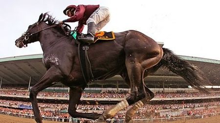 Analiză cu rezultate surprinzătoare:** iepele pot fi mai valoroase decât armăsarii