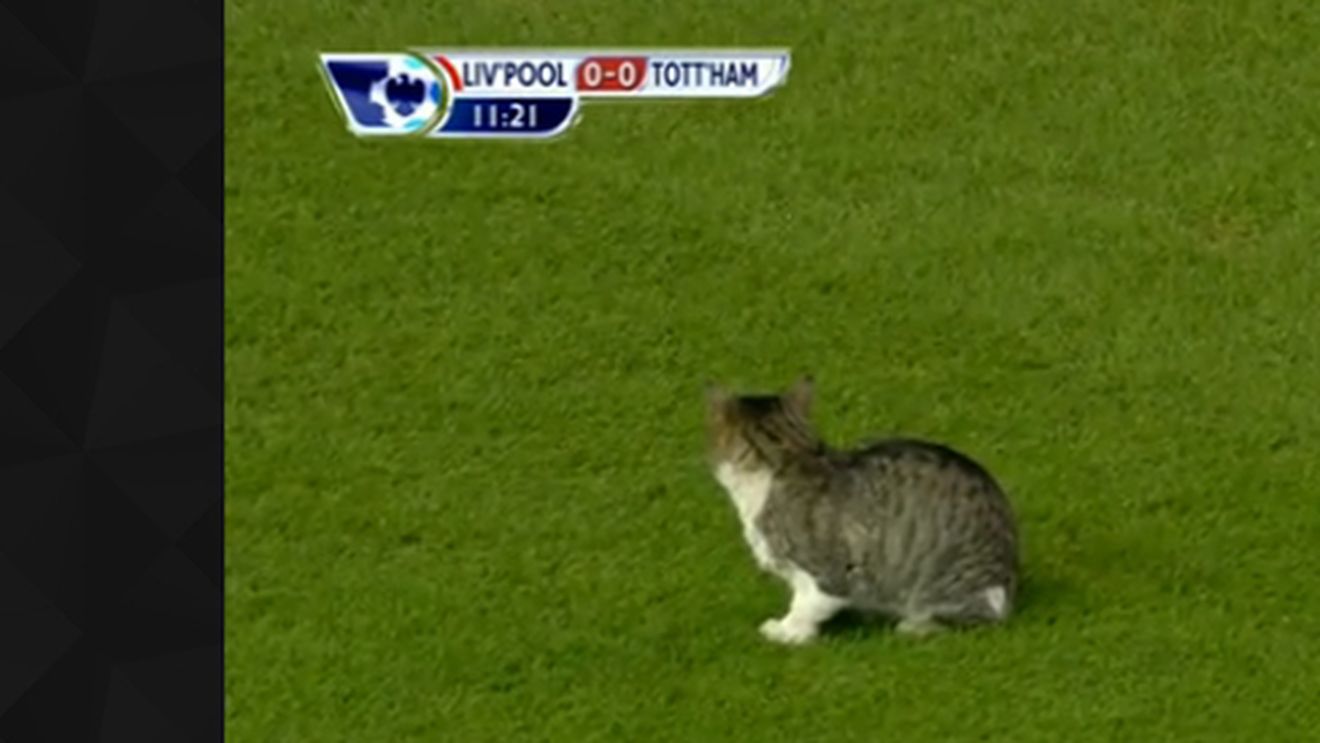 UIMITOR** "Anfield Cat", idol în Premier League!** O PISICĂ‚ face senzație printre fanii englezi