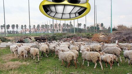 Becali: "Am cumpărat oi, pentru că gândeam ca o mașină! Am făcut numai milioane, milioane!"