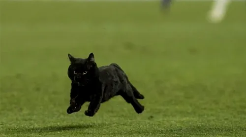 FOTO E anul Realului?** Pisica neagră a „prezis” un sezon nefericit pentru „extratereștrii” lui Pep :)