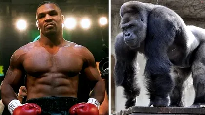 Mike Tyson i-a oferit unui îngrijitor de la o grădină zoologică peste 8.000 de lire sterline să-l lase să lupte cu o gorilă