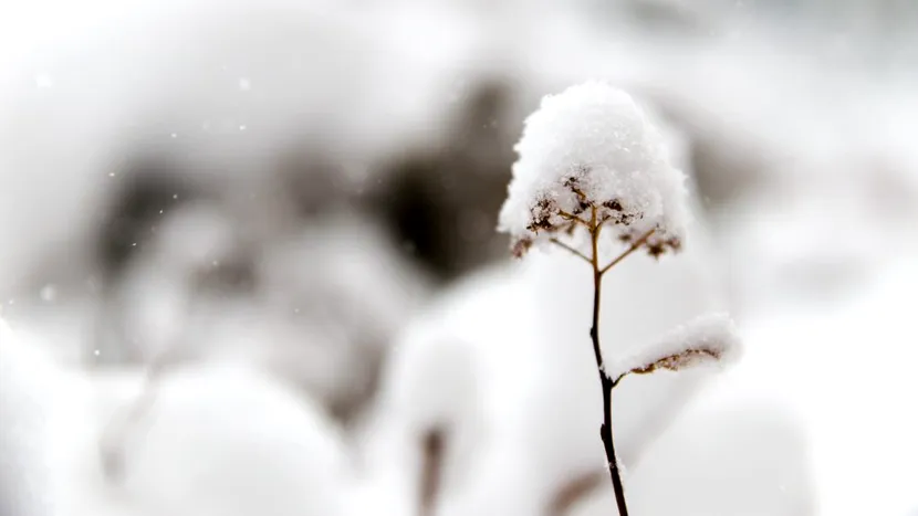 ANM anunță ninsori abundente și viscol în toată România, în weekend. Cum va fi vremea în București