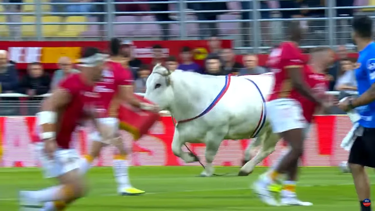 Clipe de teroare la un meci de rugby din Franța: un taur uriaș a scăpat pe teren și a început să îi alerge pe jucătorii îmbrăcați în echipament roșu! Sportivii au sărit în tribună pentru a scăpa de furia animalului dezlănțuit | VIDEO