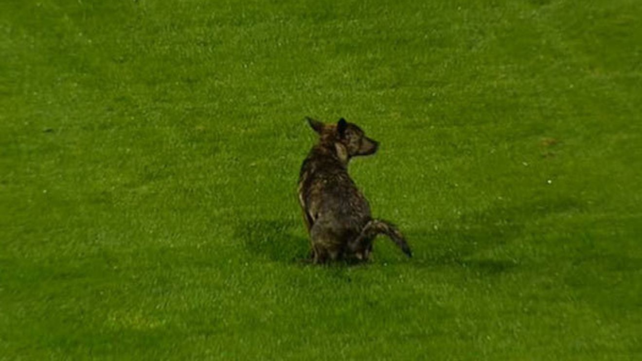 FOTO: Faza zilei în Cupa României!** Un cățel a intrat pe gazon și a lăsat un "suvenir!" :)) Să fie cu noroc înainte de derby?