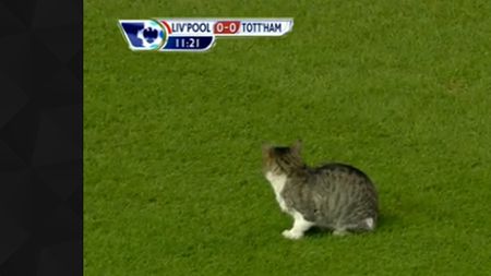 UIMITOR** "Anfield Cat", idol în Premier League!** O PISICĂ‚ face senzație printre fanii englezi