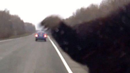 VIDEO S-a trezit cu un urs imens în față! Ce s-a întâmplat în urma impactului