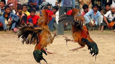 "Angry Birds" pe bune!** Totul despre luptele de cocoși din Filipine: sânge, bătaie și pariuri pe sute de euro