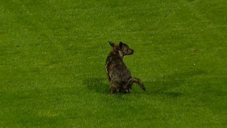 FOTO: Faza zilei în Cupa României!** Un cățel a intrat pe gazon și a lăsat un "suvenir!" :)) Să fie cu noroc înainte de derby?