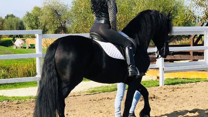 Cât a plătit soția lui Ilie Năstase pe armăsarul Cezar! Se trage din părinți campioni, premiați la competițiile internaționale