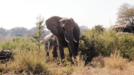 REPORTAJ** "This is Africa!"