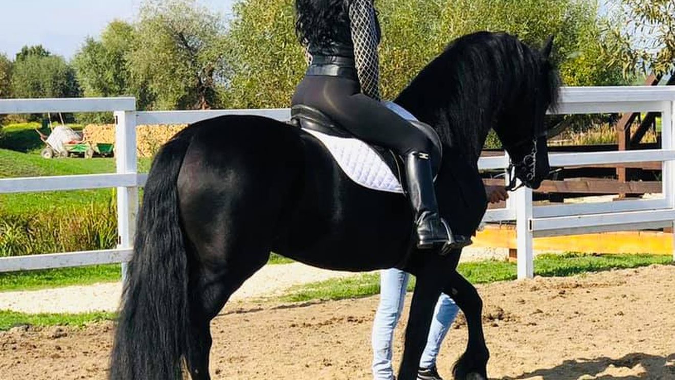 Cât a plătit soția lui Ilie Năstase pe armăsarul Cezar! Se trage din părinți campioni, premiați la competițiile internaționale