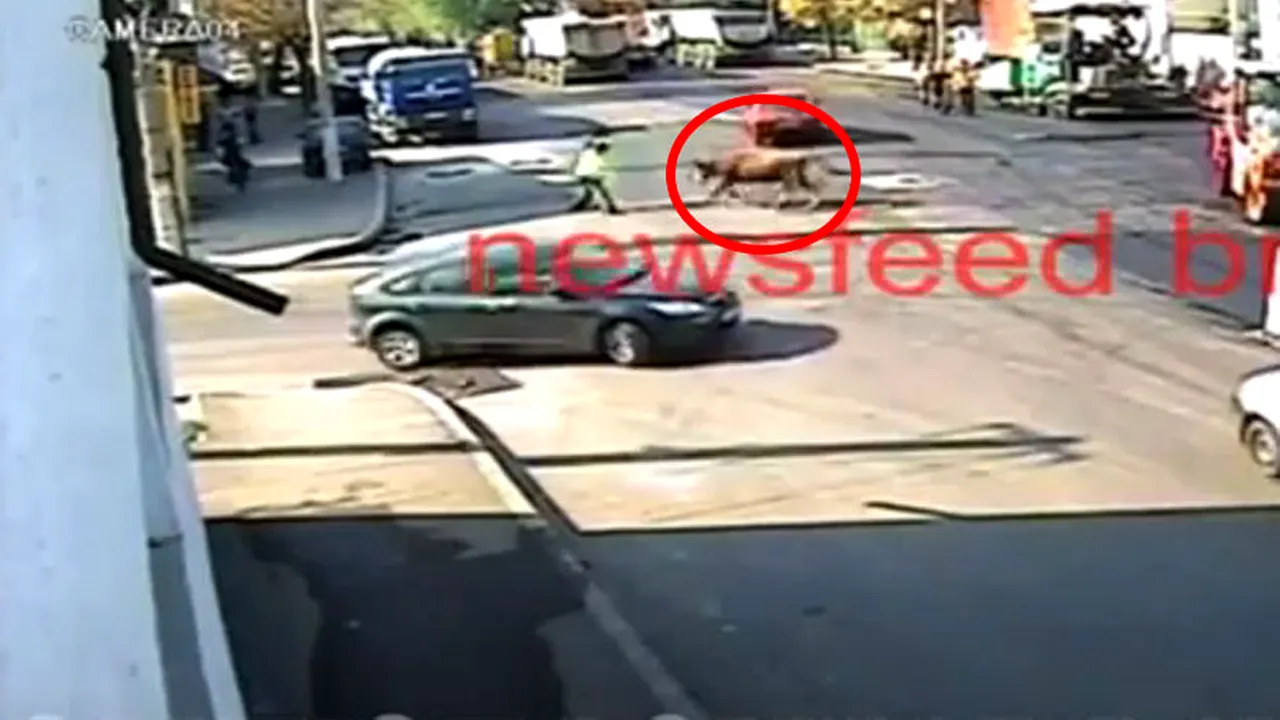 VIDEO INCREDIBIL! Coridă pe străzile Brăilei! Un polițist care dirija circulația a fost lovit de un TAUR