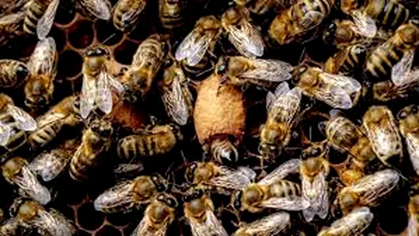 Un bărbat a decedat, după ce a fost înțepat de albinele despre care credea că erau reîncarnarea rudelor sale. ”Nu înțelegem de ce au fost atât de supărate pe el”