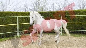 Carnaval s-a stins în anonimat!** Singurul armăsar olimpic al României din ultimele trei decenii a murit la ferma Jegălia, unde se "pensionase"