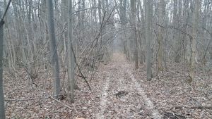 Greșeala fatală pe care o fac soldații ruși care au ocupat orașul Cernobîl! Ce e „Pădurea Roșie” și ce se întâmplă dacă intri în ea