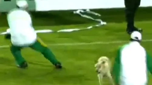 SUPER VIDEO N-au reușit să-l scoată de pe teren!** Un câine a „râs” de toată lumea și a ținut un meci pe „hold” până s-a plictisit :)