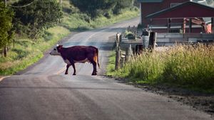 Cum arată acum „fița milionarilor”, mașina sport care a fost daună totală, după ce a lovit frontal o vacă. A fost scoasă la vânzare de celebrul ei proprietar