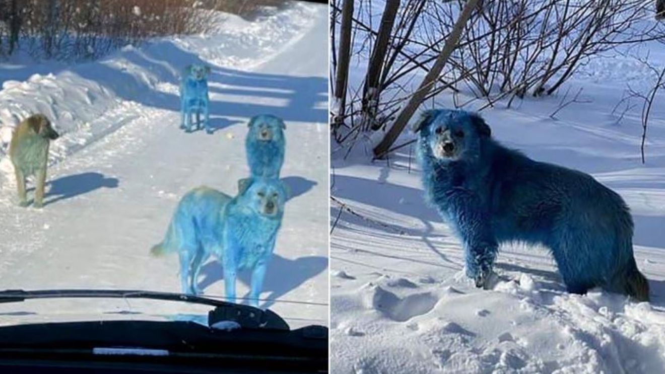 Au crezut că nu văd bine! Câini albaștri pe străzile unui oraș din Rusia. Ce spune poliția | VIDEO