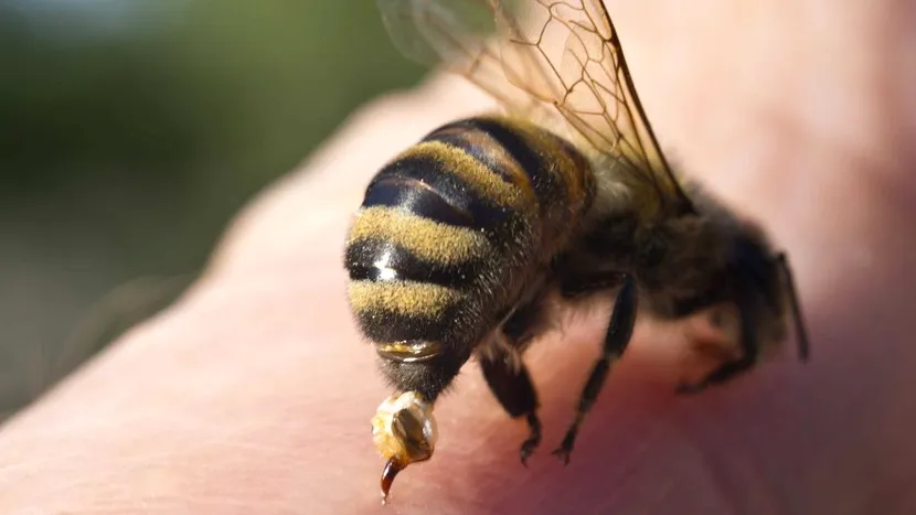 VIDEO | Un bărbat care avea dureri insuportabile a aflat de la medic că avea o albină în ureche
