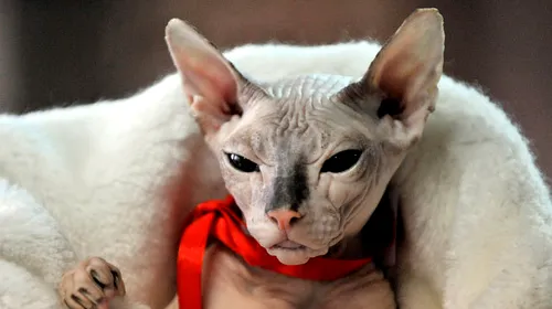 ȘOCANT „Motanul” arată acum ca o pisică din rasa Sphynx!** Nu o să vă vină să credeți ce schimbare drastică de look a suferit fostul stelist Bogdan Stancu