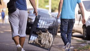 Primăria din Soci continuă programul de exterminare a câinilor vagabonzi în timpul JO