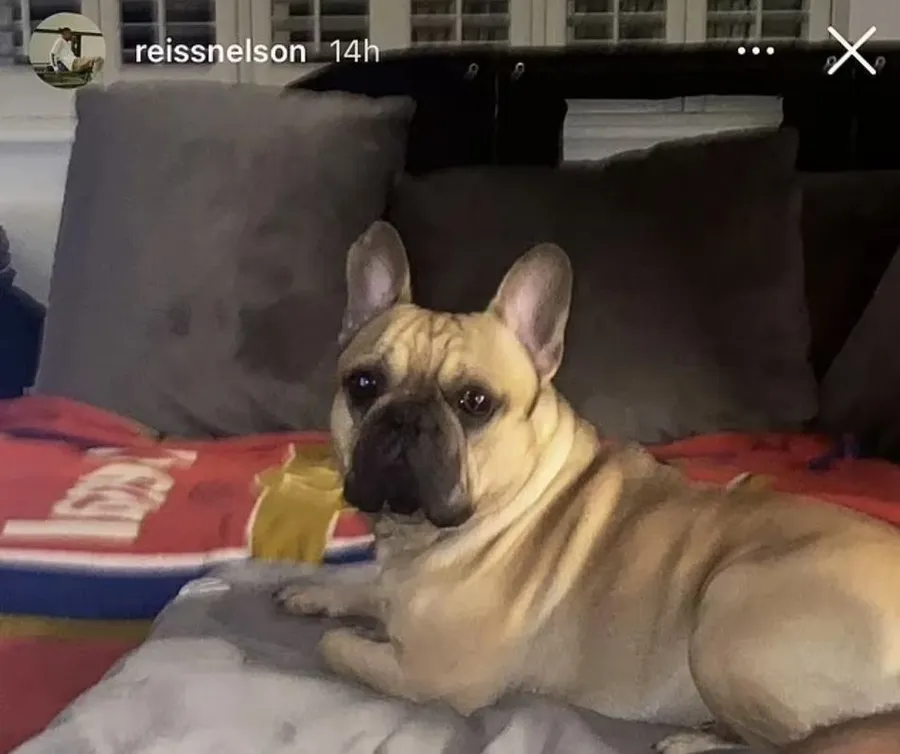 Câinele lui Reiss Nelson. Sursa foto: Instagram