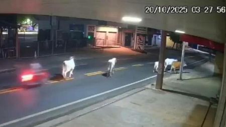 Imagini șocante! Un fotbalist de 20 de ani a murit, după ce a intrat cu motocicleta într-o vacă