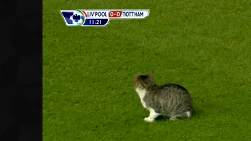 UIMITOR** „Anfield Cat”, idol în Premier League!** O PISICĂ‚ face senzație printre fanii englezi