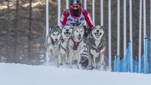 Bogdan Berende, de patru ori campion european la atelaj canin! Totul despre acest sport și viața cu 23 de câini: „Unii fără alții nu am fi fost campioni!” | INTERVIU VIDEO EXCLUSIV