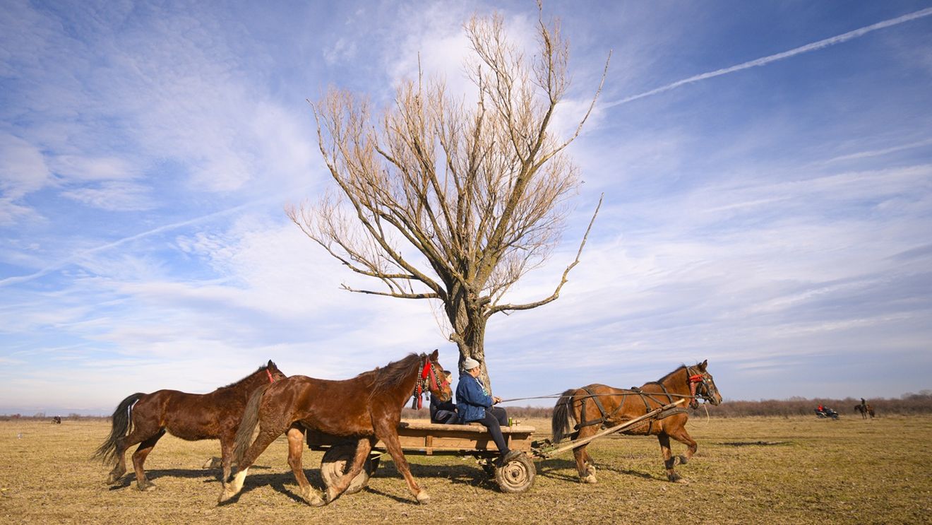 A venit din Austria civilizată şi a ajuns la Călăraşi. Şocul trăit când a văzut oamenii mergând cu căruțele pe şosele