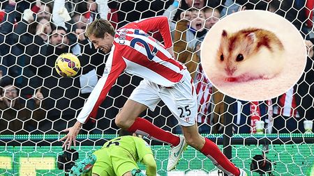 Fobiile unui uriaș! Crouch are 2 metri, dar se teme de Katie, un hamster pitic. Imaginea postată de soția atacantului: "E îngrozit"