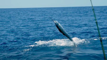 Cea mai mare greșeală a vieții lui: Ce a făcut un bărbat după ce a prins un pește în valoare de 2,6 milioane de dolari! Putea să își scoată familia din sărăcie, dar decizia lui a șocat lumea | FOTO