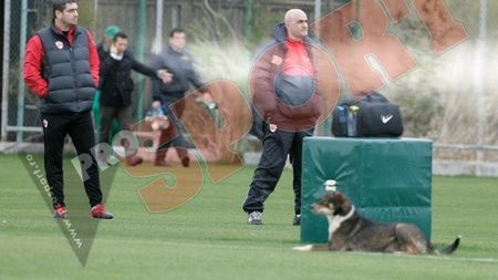 "La Steaua nu se acceptă încă un titlu ratat! Va fi greu pentru Dinamo"** Andone spune de unde vine marele pericol pentru "câini"