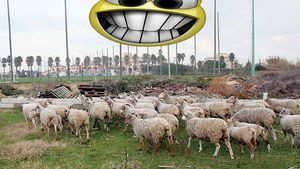 Becali: "Am cumpărat oi, pentru că gândeam ca o mașină! Am făcut numai milioane, milioane!"