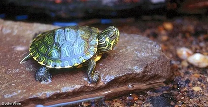 FOTO | O broască țestoasă cu două capete, găsită pe o plajă din Carolina de Sud