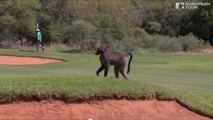 VIDEO | Vine babuinul! Fost lider din golful mondial, pus pe fugă pe traseu de un mascul feroce: "Galopa spre mine"