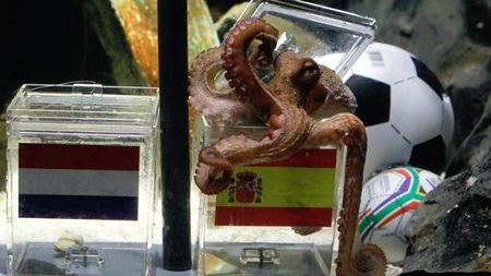 Spaniolii vor să-l cumpere pe Paul**: 30.000 â‚¬ pentru caracatița-oracol! "Ar trebui să fie mascota noastră"