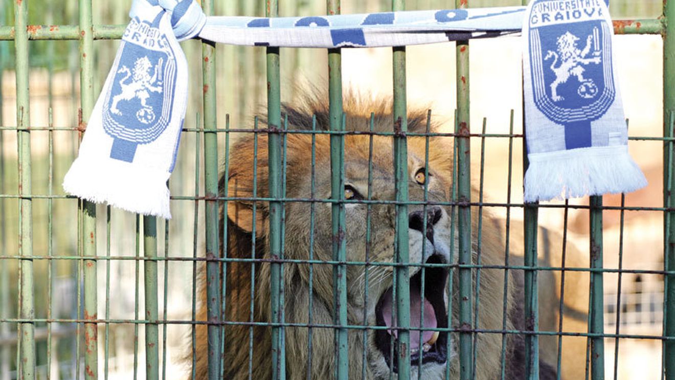 Cine e leul? Răspunsul în etapa a doua!