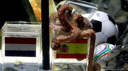 Spaniolii vor să-l cumpere pe Paul**: 30.000 â‚¬ pentru caracatița-oracol! „Ar trebui să fie mascota noastră”